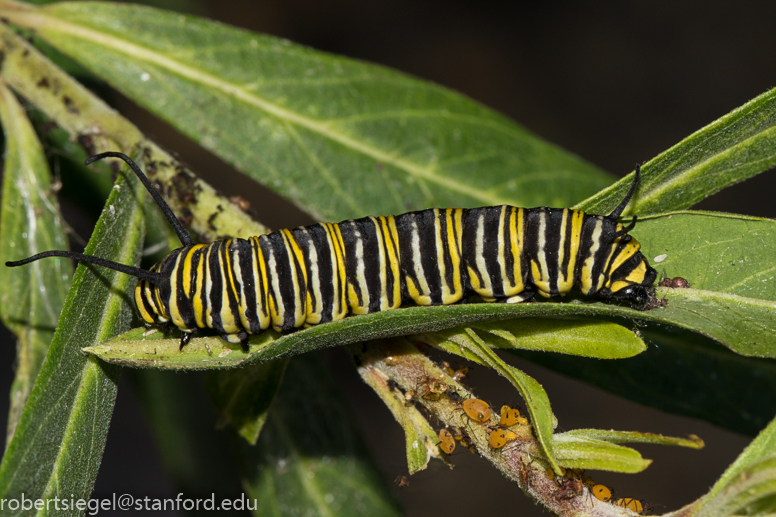 monarch caterpillar